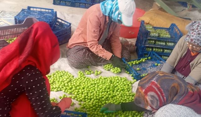 Gezende Eriği Dünya Pazarında: Üretici Altın Yılını Yaşıyor