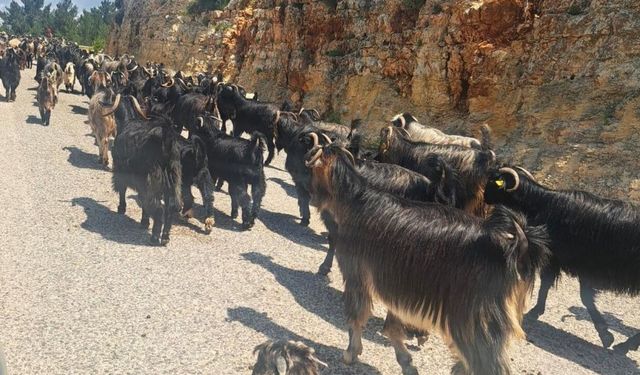 Toroslar'da Göç Sürüyor: Yörüklerin Yayla Yolculuğu