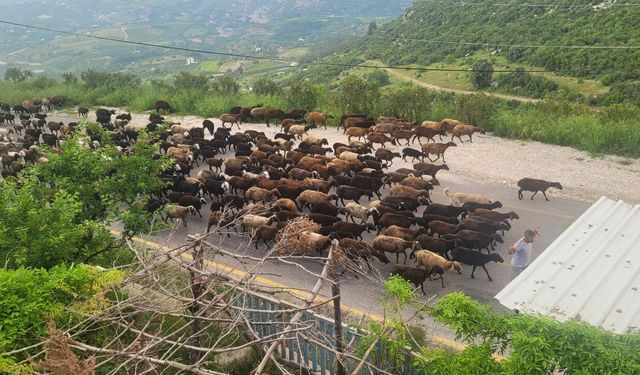Toroslar'da Göçerlerin Zirve Yolculuğu Yeniden Başladı
