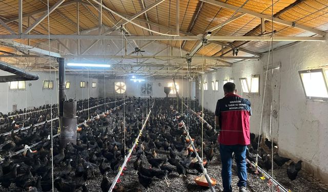 Mersin'de Kaçak Tavuk Operasyonu: 5 Bin İtlaf
