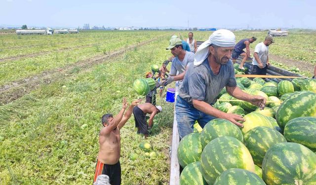 40 derece sıcakta karpuz işçilerinin ekmek mücadelesi
