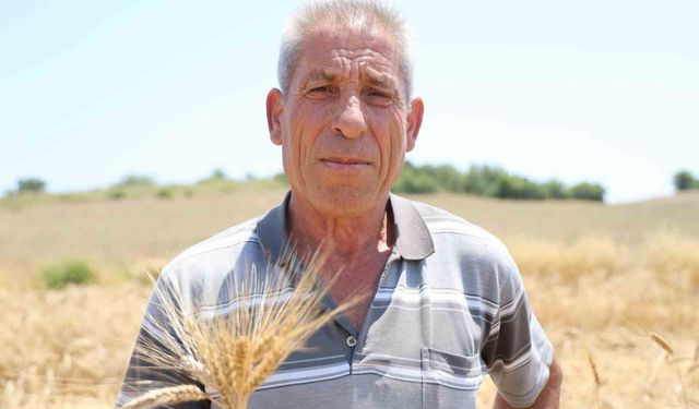 Adana'da ata tohumu karakılçık buğdayı yeniden üretime kazandırıldı