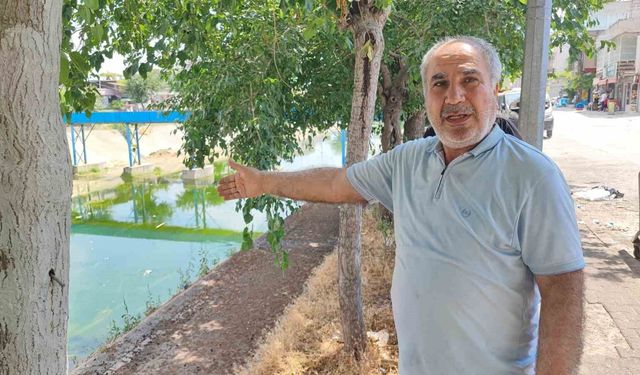 Adana'da Sivrisinek İstilası İsyan Ettirdi