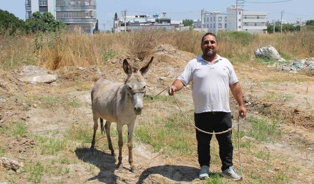 Adanalılar eşeklerin sahibini arıyor