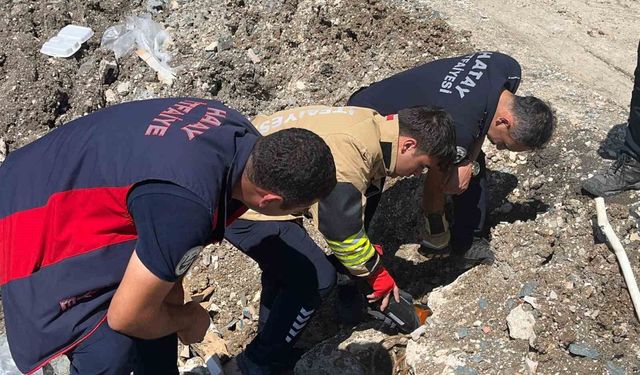 Anne kedi yavruları kurtarılana kadar ekiplerin başında bekledi