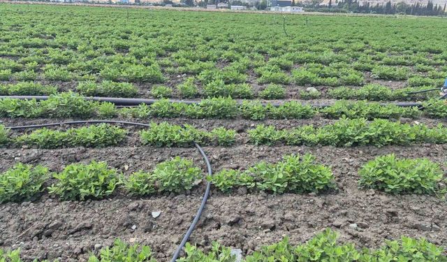 Antakya'da yer fıstığı üretimi yapılan araziler incelendi