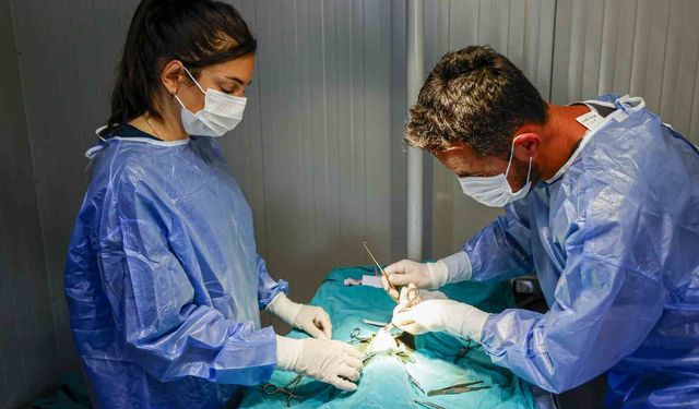 Büyükşehir'den sahipsiz kedilere mobil kısırlaştırma hizmeti
