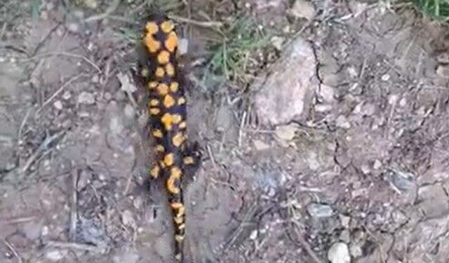 Kahramanmaraş'ta benekli semender görüntülendi