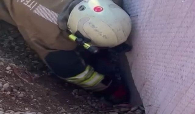 Moloz yığını altında kalan yavru kedi kurtarıldı