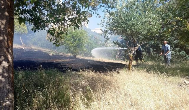 Reyhanlı'da zeytinlik yangını