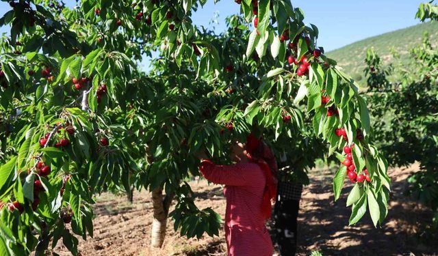 Saimbeyli'de Dalbastı Kirazı Hasadı Başladı