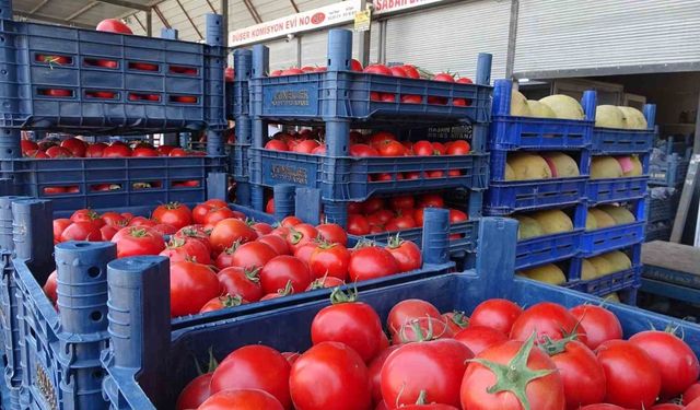 Sebze halindeki domatesin fiyatı 15 TL'ye düştü
