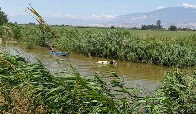Su kanalına düşen ineği itfaiye kurtrdı
