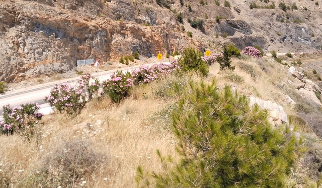 Mersin-Antalya Yolunda Yangın Riski İçin Temizlik Çağrısı