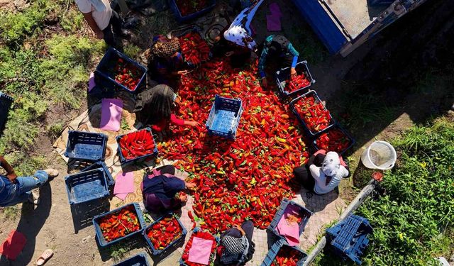 Adana'da kapya biber hasadı başladı: Verim ve fiyat çiftçiyi sevindiriyor