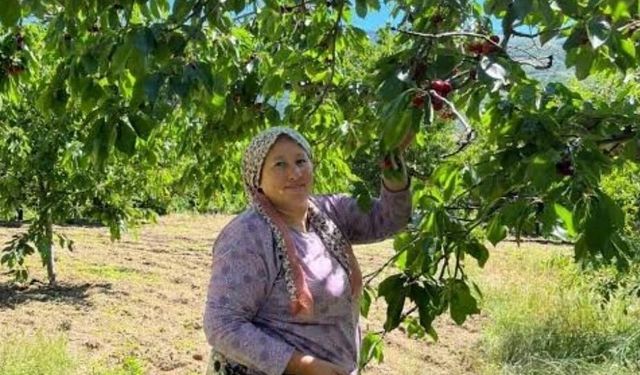 Andırın'da Çığşar kirazında hasat başladı