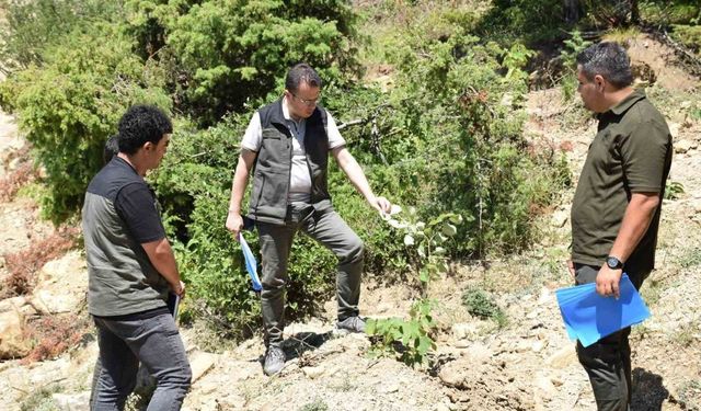 Andırın'da gelir getirici ağaçlandırma çalışmaları sürüyor