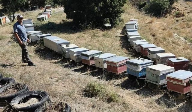 Burdur'da arılı kovanlar denetleniyor