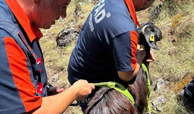 Dağda mahsur kalan keçiler kurtarıldı