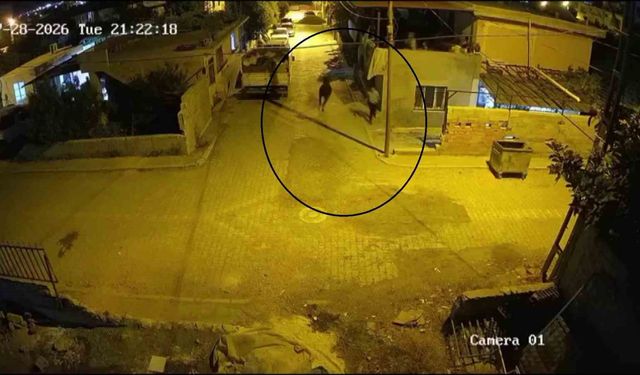 Firari angus mahalleliye korku dolu anlar yaşattı