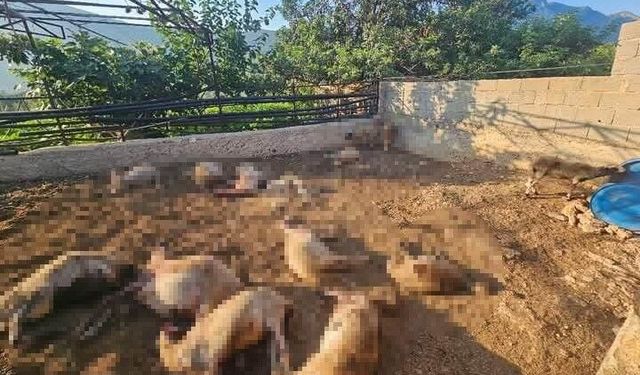 Silifke'de Ağıla Giren Kurtlar 29 Koyunu Telef Etti