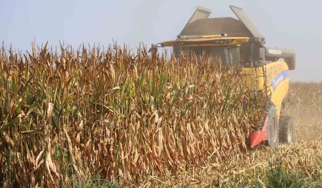 Adana'da Nisan ayında sel vuran mısır tarlalarında hasat başladı