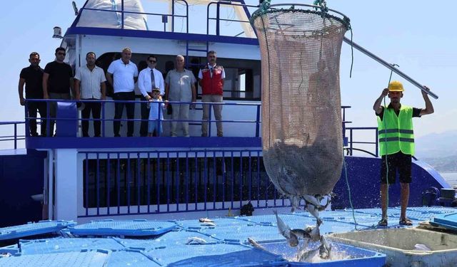 Arsuz'da üretilen balıklar Avrupa'ya ihraç ediliyor