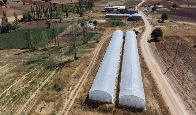 Baba-kız bin 500 rakımda sera kurup domates yetiştirmeye başladılar
