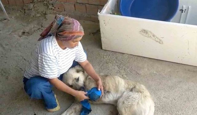 Çoban köpeğini tüfekle vurup sakat bıraktılar