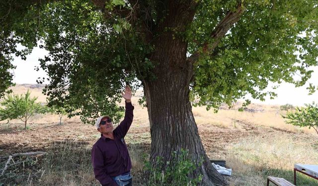 Kahramanmaraş'ta 300 yıllık kavak ağacı