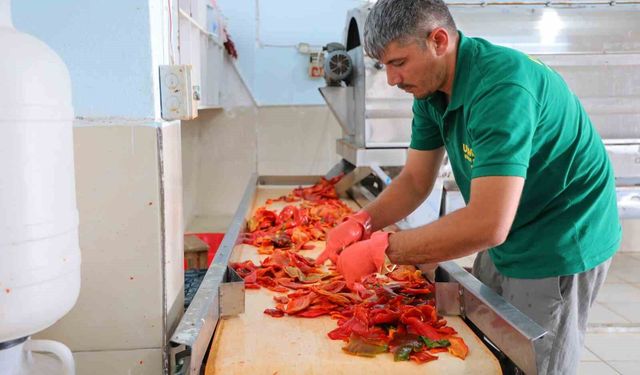 Kahramanmaraş'ta biber salçası mesaisi başladı