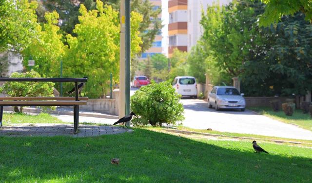 Kahramanmaraş'ta kargalar parkı mesken tuttu