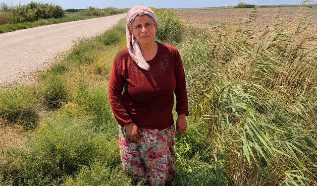 Süt satarak geçimini sağlayan kadının 2 buzağısı hastalanıp, ineği de su kanalına düşerek telef oldu