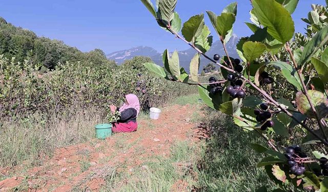 Amanos dağlarında bereketli aronya hasadı çiftçiyi mutlu etti