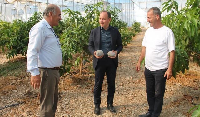 Erzin'de avokado ve mango üretimi yapılan seralar ekonomiye katkı sağlıyor