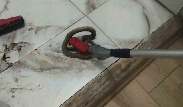 İskenderun ve Yayladağı'nda yılanlar yakalandı