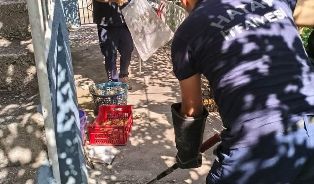 İskenderun'da evin içerisinde görülen yılan yakalandı