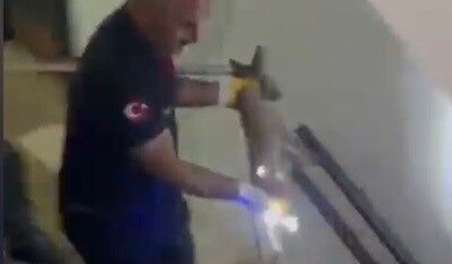 Osmaniye'de apartmanın 3'üncü katına çıkan tilki doğaya bırakıldı