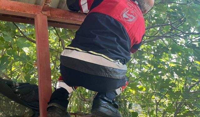 Vatandaşları tedirgin eden 1 buçuk metre yılanı itfaiye yakaladı