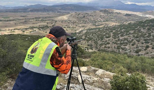 Isparta'da çiftçileri canından bezdiren yaban domuzlarına operasyon