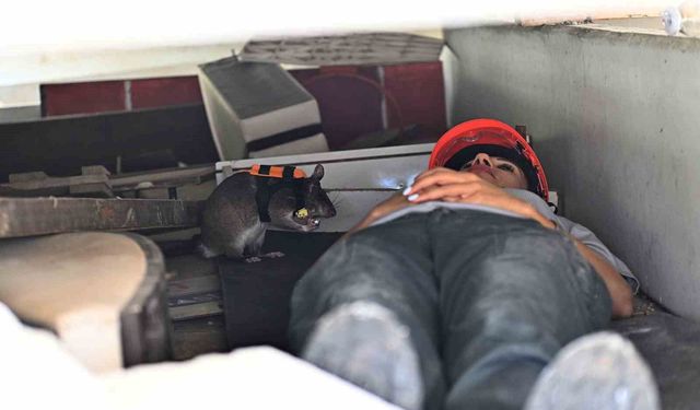 Kahraman fareler, enkaz altında kalanları kurtarmaya giden ekiplerin 'gözü' olacak