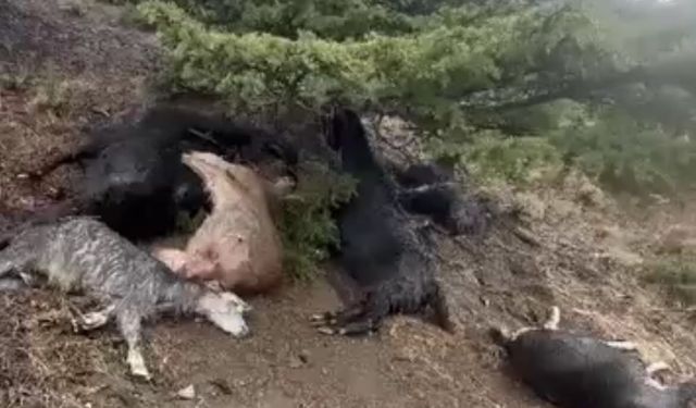 Kahramanmaraş'ta yıldırım düşmesi sonucu 20 keçi telef oldu