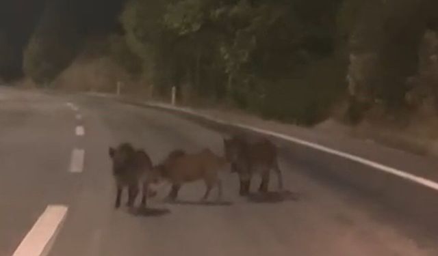 Kahramanmaraş'ta yolda domuz sürüsü