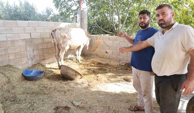 Kırıkhan Özkızılkaya'da ağızdan köpük gelmesiyle başlayan şap hastalığında hayvanlar telef oldu