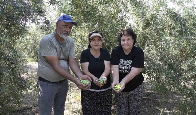 Mersin'de dağıtılan zeytin fidanları ürün verdi