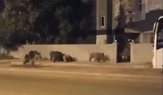 Antalya'da domuzlar kapıya dayandı