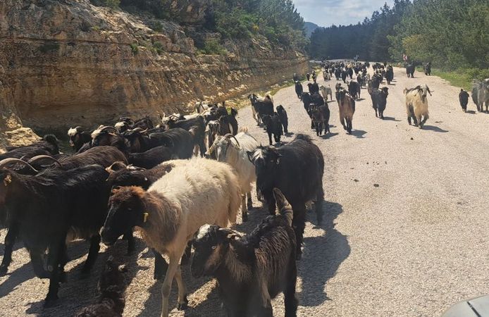 Develer gitti, traktörler geldi: Göç sürüyor
