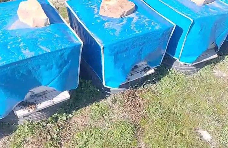 Mersin'de zamansız zirai ilaçlama arıların ölümüne sebep oldu