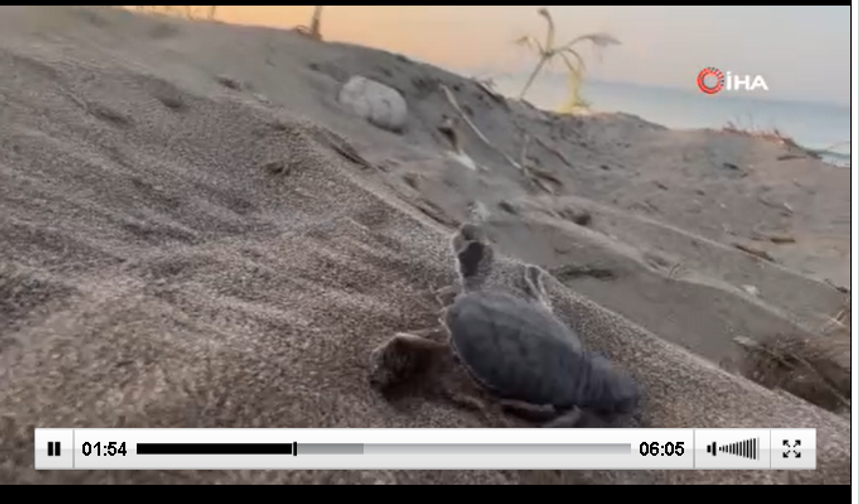 Mersin'de yavru kaplumbağalar denizle buluştu