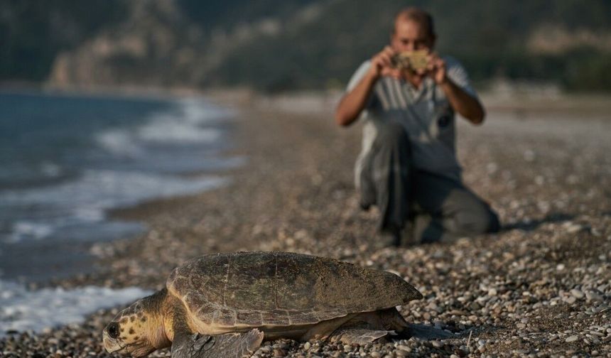Antalya yavru caretta caretta cenneti